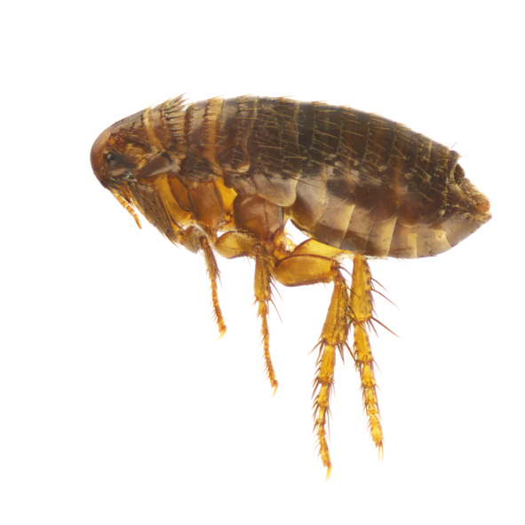 Pest Control For Fleas