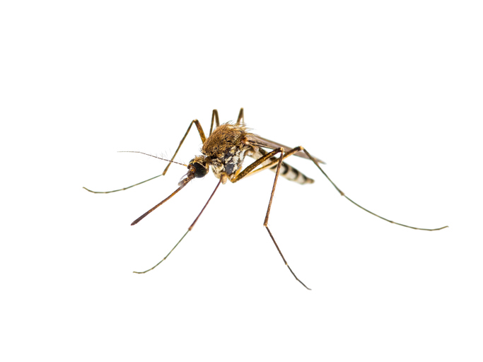 Mosquito Pest Control