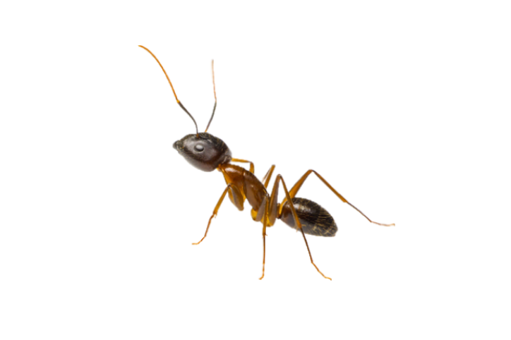 Ant exterminator and ant pest control
