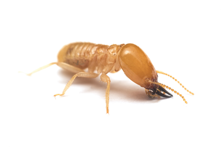Termite - Termite Pest Control